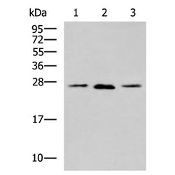 BCL2 mouse monoclnal antibody