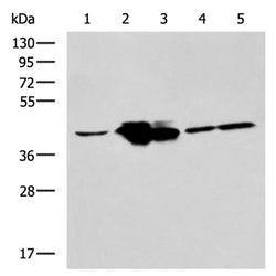 MAPK1/MAPK3 mouse monoclnal antibody