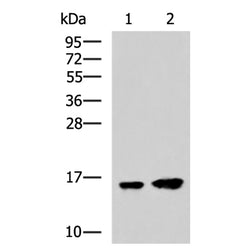 MAP1LC3A mouse monoclnal antibody