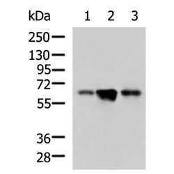 RELA mouse monoclnal antibody
