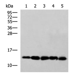 CYCS mouse monoclnal antibody