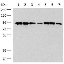 HSP90AA1 mouse monoclnal antibody