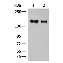 EGFR mouse monoclnal antibody