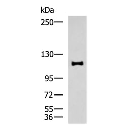 PARP1 (Cleaved) mouse monoclnal antibody