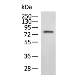 TF mouse monoclnal antibody