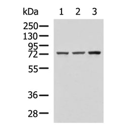 ENG rabbit polyclonal antibody