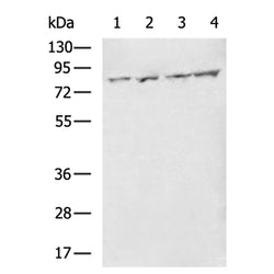 ZFYVE1 rabbit polyclonal antibody