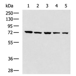 BTN1A1 rabbit polyclonal antibody