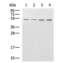 MICU1 mouse monoclnal antibody