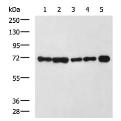 HSPA8 mouse monoclnal antibody