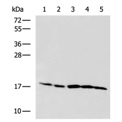 TGFB1 mouse monoclnal antibody