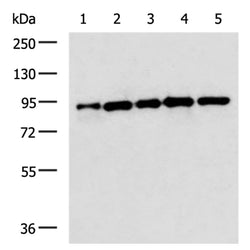 STAT3 mouse monoclnal antibody