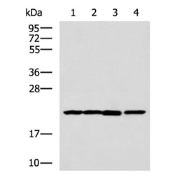 PPIB mouse monoclnal antibody