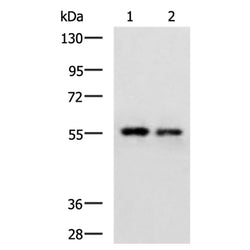 FOS mouse monoclnal antibody