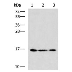 BIRC5 mouse monoclnal antibody