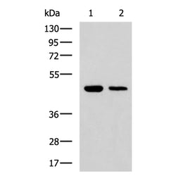 UBL7 rabbit polyclonal antibody