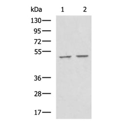 NR1H2 rabbit polyclonal antibody