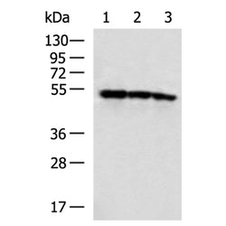 SIL1 rabbit polyclonal antibody