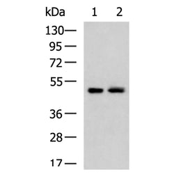 ATXN10 rabbit polyclonal antibody