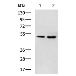 TFEB rabbit polyclonal antibody