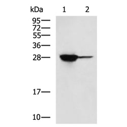 FKBP3 rabbit polyclonal antibody