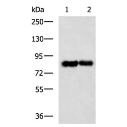 LRP1 rabbit polyclonal antibody