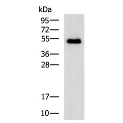 FCGR3A mouse monoclnal antibody