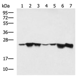 PRDX1 mouse monoclnal antibody