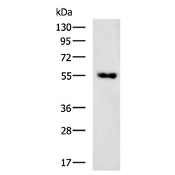FLOT1 mouse monoclnal antibody