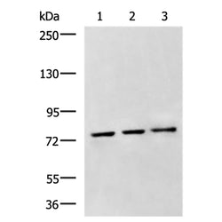 GRIK2 rabbit polyclonal antibody