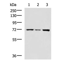 TRAF3IP3 rabbit polyclonal antibody