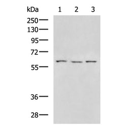 MMP19 rabbit polyclonal antibody