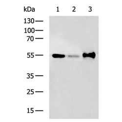 OSGIN2 rabbit polyclonal antibody