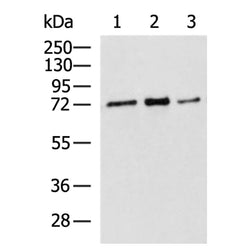 RPUSD2 rabbit polyclonal antibody