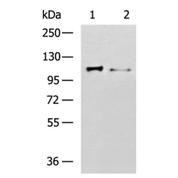 TOP1 rabbit polyclonal antibody