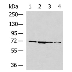 TNXB rabbit polyclonal antibody
