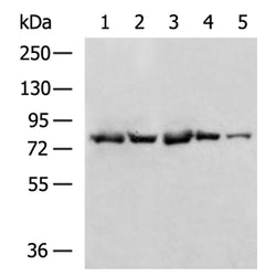 RHPN2 rabbit polyclonal antibody
