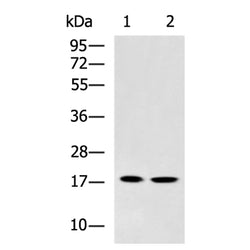 HSPB2 rabbit polyclonal antibody