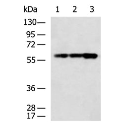 TOE1 rabbit polyclonal antibody