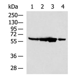 PTBP2 rabbit polyclonal antibody