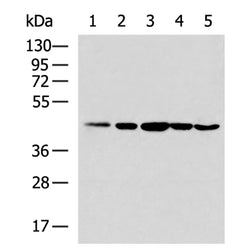MAPK3 rabbit polyclonal antibody