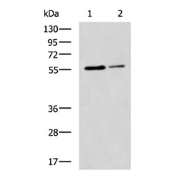 LAYN rabbit polyclonal antibody