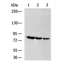 ADAMTS15 rabbit polyclonal antibody