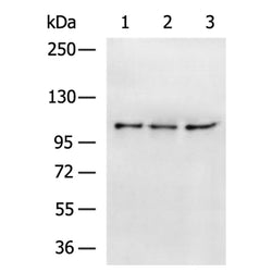XYLT1 rabbit polyclonal antibody