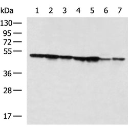 EIF4A1 mouse monoclnal antibody