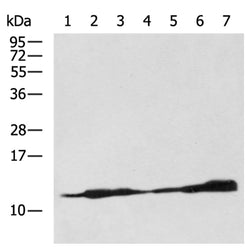H2BC11 mouse monoclnal antibody