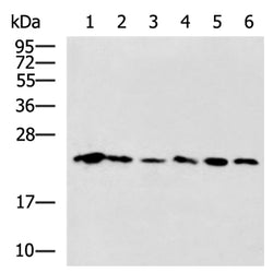 CBX3 mouse monoclnal antibody