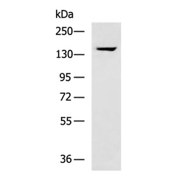 NOS3 mouse monoclnal antibody