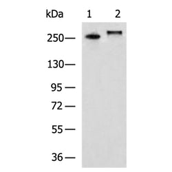 FN1 mouse monoclnal antibody