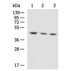 ACTA2 mouse monoclnal antibody
